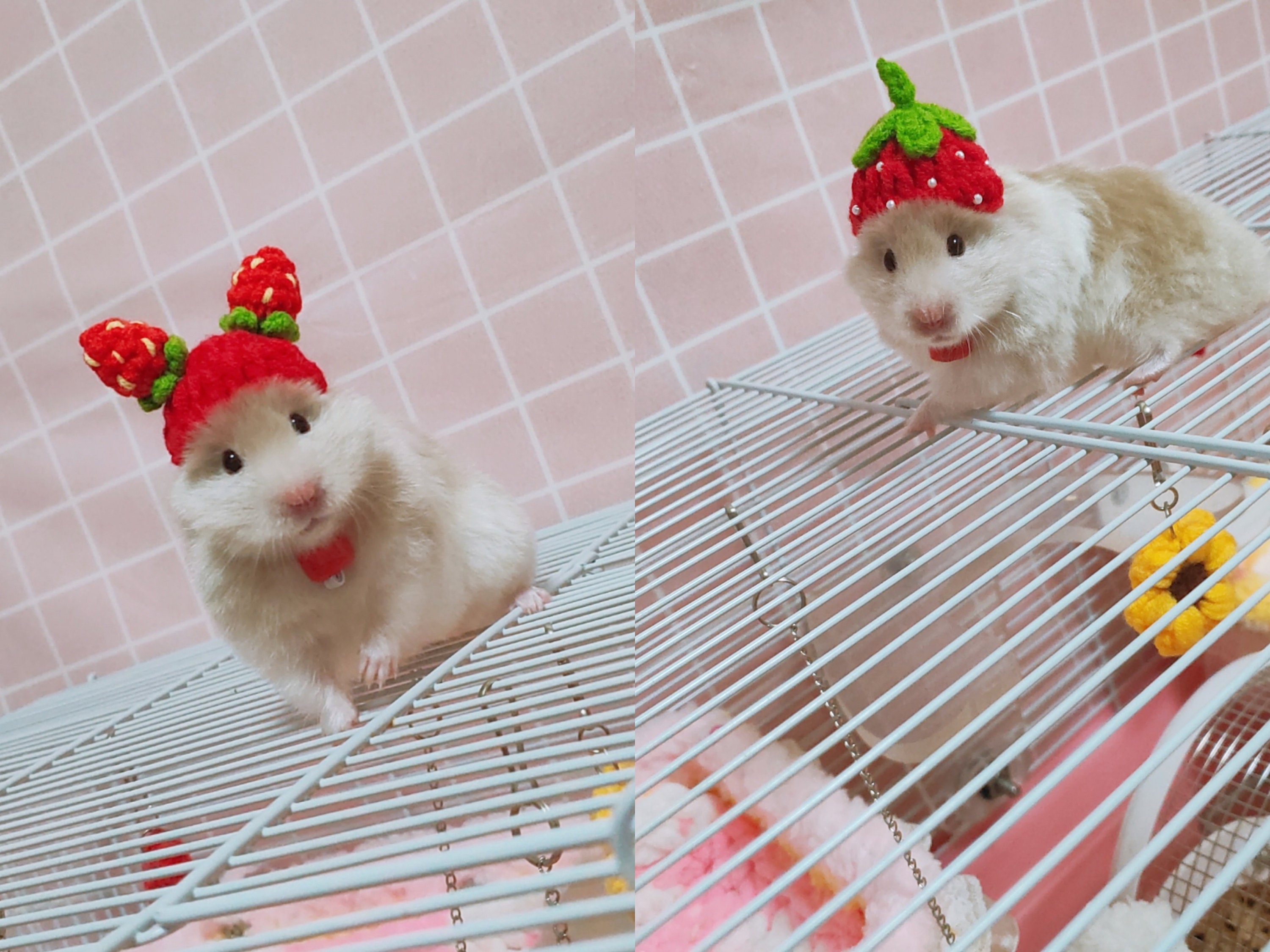 Hamster costume 2024