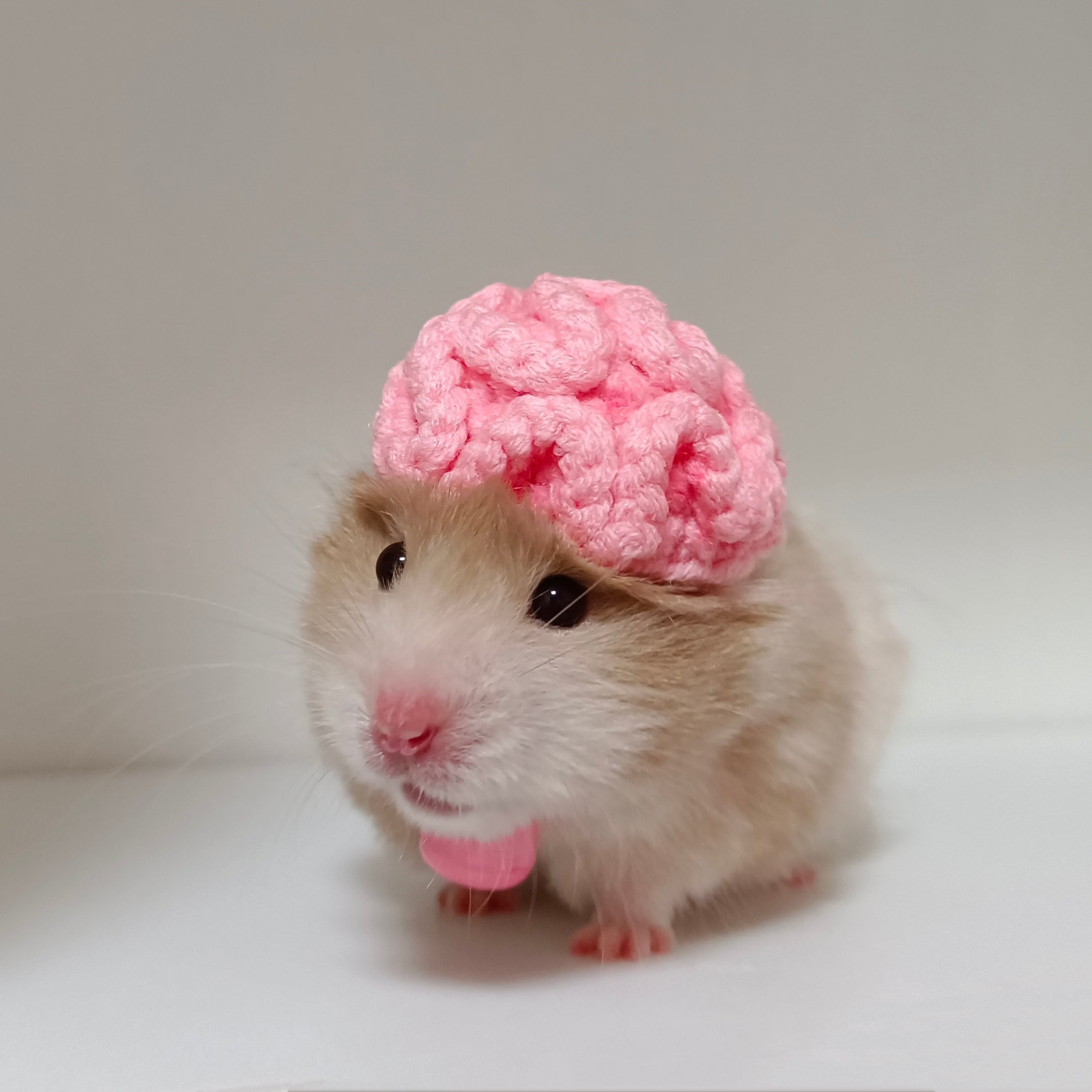 Hamsterhaus Dreieck Zelt - Für Meerschweinchen & Kaninchen | 32x30x33,5cm