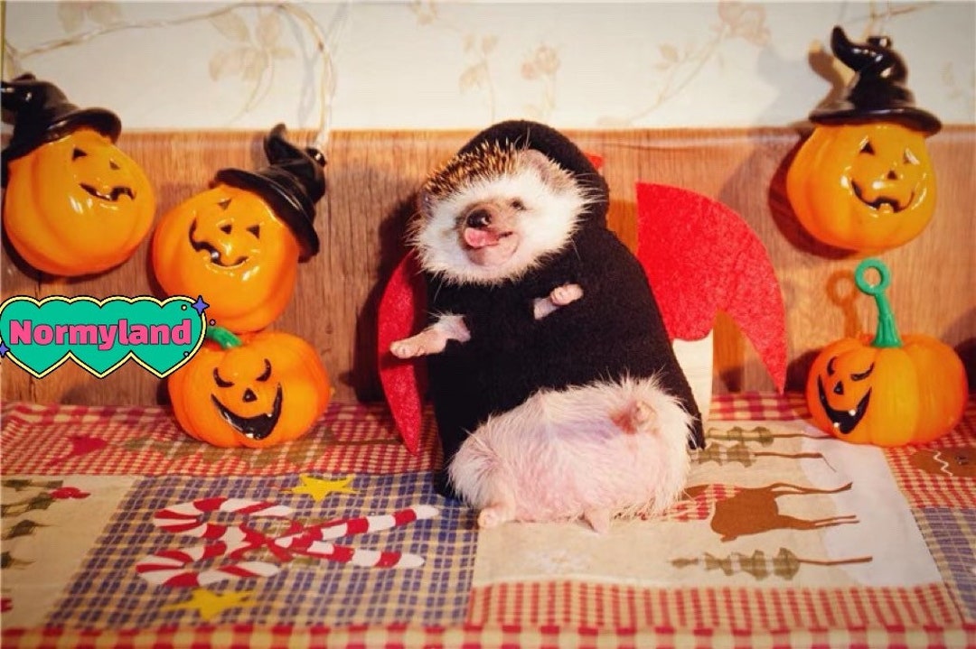 Handmade Pet Devil Costume Clothes Best for Hedgehog Etsy