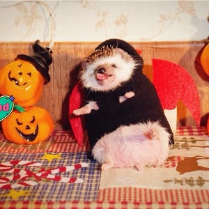 Handmade Pet Devil Costume Clothes Best for Hedgehog