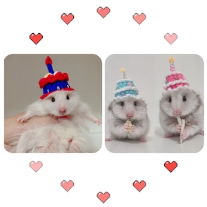 Peut inclure: Deux hamsters portant des chapeaux d'anniversaire en crochet. Un hamster porte un chapeau bleu et rouge, l'autre un chapeau rose et bleu. Les deux hamsters tiennent de petits morceaux de nourriture.