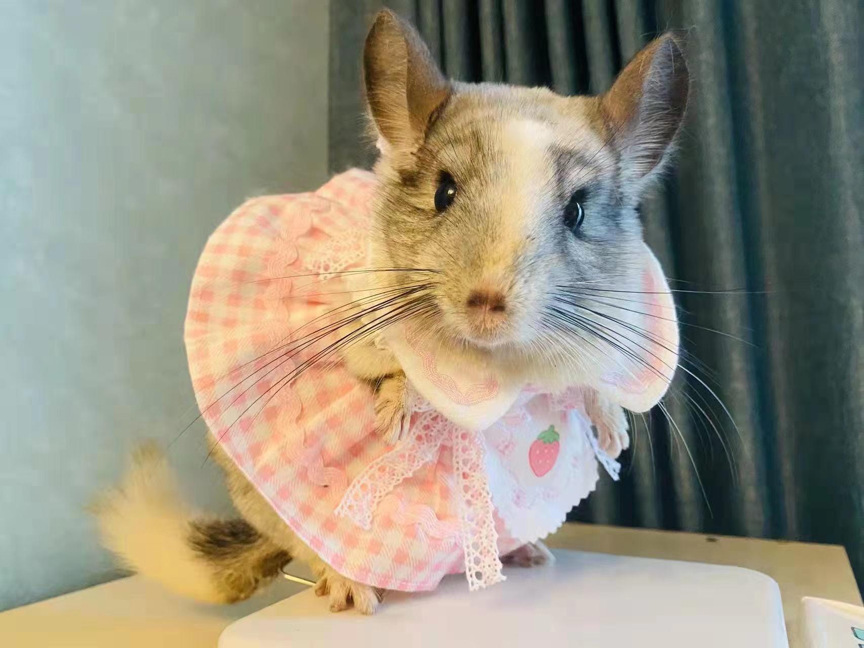 cute chinchilla dressed up Pet Dress for Squirrel/chinchilla/syrianhamster/rabbit/fancyrat/guineapig/sugar  Glider/ferret