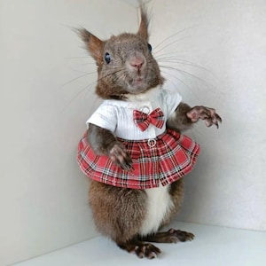 May include: A brown squirrel wearing a white shirt with a red bow tie and a red and black plaid skirt.