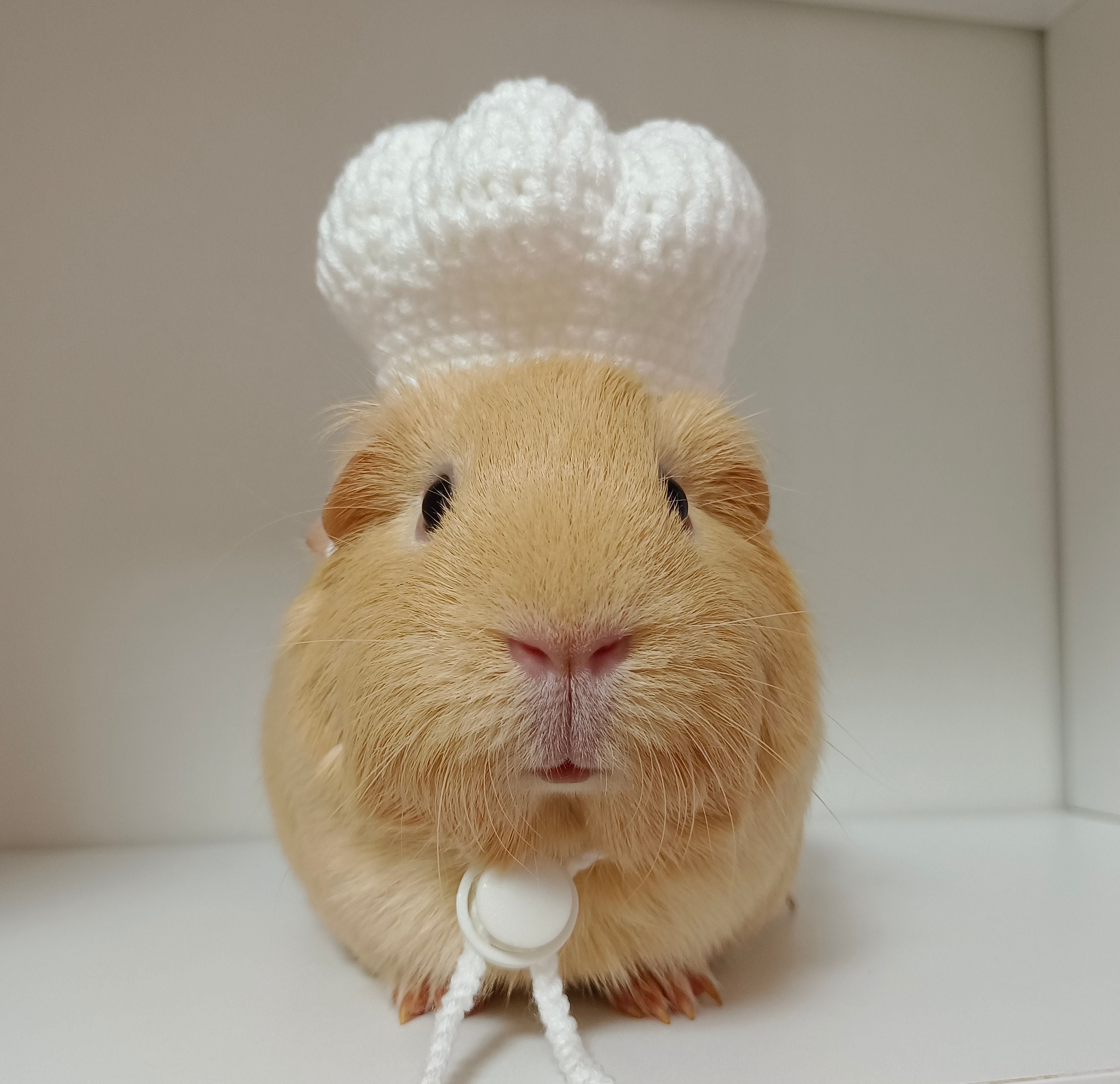 Hamster hats hot sale