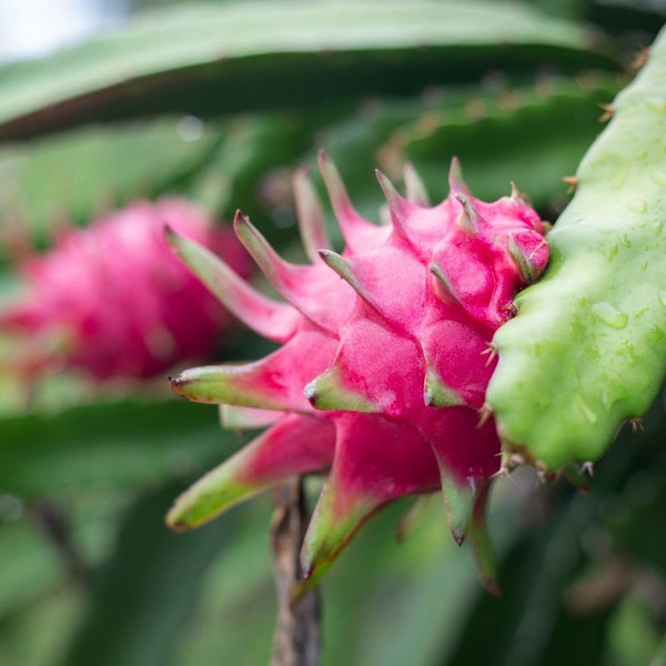 White Dragon Fruit Starter Plant - Pitaya - Also known as Strawberry pear, Cactus fruit, Kaktus madu - Starter Plant