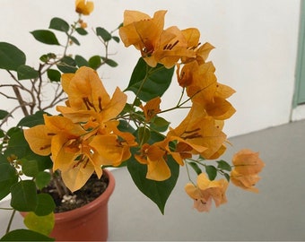 2 California Gold Bougainvillea Starter Plant - 2 Starter Plants for Planting - Yellow Bougainvillea Live Plant - Gold Bougainvillea