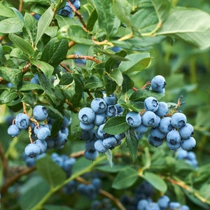 Elliott Blueberry Starter Plant - Highbush Blueberry Starter - Fruiting Plant - Vaccinium elliottii - Blueberry Bush - Fruit Bush
