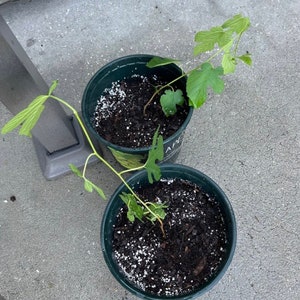 Illinois Mulberry Tree Starter Plant - Everbearing Fruit Tree - Edible Fruit Tree - 4 to 8-inch starter plant - Morus alba x rubra - starter