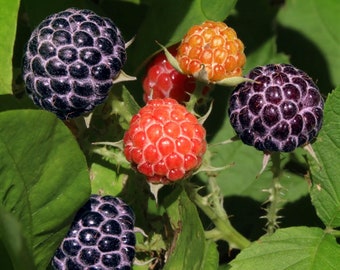 May include: Close-up of a branch with five ripe raspberries. Two are black, one is orange, and two are red.
