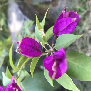 2 Blueberry Ice Bougainvillea Starter Plants - 2 Plants for Planting - Starter Plants - Bougainvillea Vine - Flower Garden