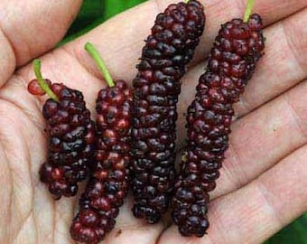 Pakistan Mulberry - Morus macroura - Starter Plant for Planting