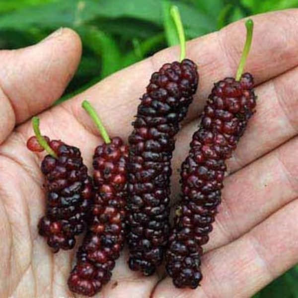 Pakistan Mulberry - Morus macroura - Starter Plant for Planting