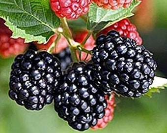 Triple Crown Thornless Blackberry Starter Plant - Rubus fruticosus - Fruit Bush - Edible Black Berry - Blackberry - Thornless Blackberry