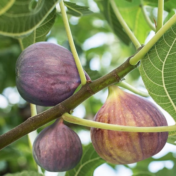 LSU Purple Fig Tree Starter Plant - 3-5 inches - Florida Grown - Ficus carica L - Figs Tree - Fruit Tree - Edible Figs - Live Fig Plant