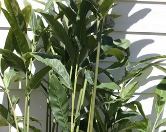 Thai Ginger - Alpinia Galanga - Live Starter Plant - 6 to 8 Inches - Ginger Family Plant - Unani Medicine - Ayurveda medicine