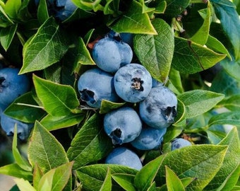 Tophat Dwarf Blueberry Starter Plant - Top Hat Blueberry Bush - Live Plant 4-6 inch Tall - Starter Berry - Edible Fruit Bush - Top Hat Bush