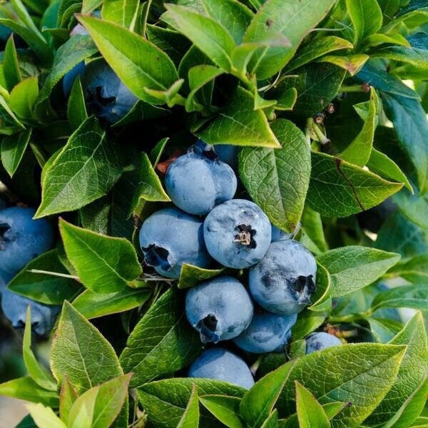 Tophat Dwarf Blueberry Starter Plant - Top Hat Blueberry Bush - Live Plant 4-6 inch Tall - Starter Berry - Edible Fruit Bush - Top Hat Bush