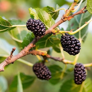 Red Mulberry Tree Starter Plant - Morus rubra - Mulberry Trees - Starter Plant - Edible Tree - Fruit Tree - Mulberry Tree - Fruit Garden