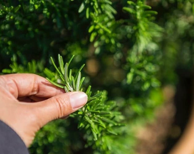 2 Arp Rosemary Plant Rosmarinus Officinalis Arp Florida Etsy