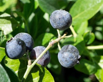 Oneil Blueberry, Live Starter Plant, Southern Highbush Blueberry, Early Season Sweet Berries, 4–8 in