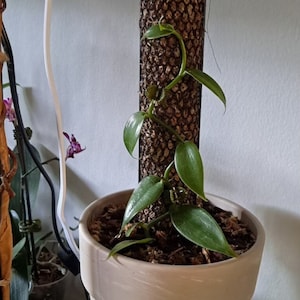 Vanilla Bean Orchid Starter Plant - Vanilla Planifolia - Starter - 6-10 inches - Vanilla Vine - Vanilla Orchid Vine - Vanilla Bean Plant