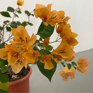 2 California Gold Bougainvillea Starter Plant - 2 Starter Plants for Planting - Yellow Bougainvillea Live Plant - Gold Bougainvillea