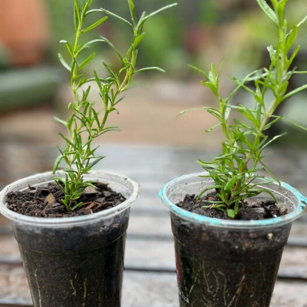 2 Arp Rosemary Starter Plant - Rosmarinus officinalis Arp - Florida Grown - Plant for Planting - Bee friendly plant - Rosemary Spice