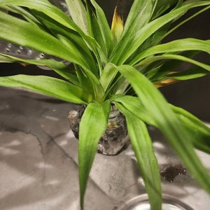 Sugarloaf Pineapple Starter Plant - Pineapple Tree - Live Ananas Tree - Ananas comosus - Kauaʻi Sugarloaf - Live Exotic  Plant