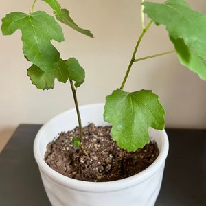 May include: A small fig tree sapling in a white ceramic pot. The plant has several large, green, lobed leaves and a slender, brown stem. The pot has a textured, swirled design. The soil is dark brown.
