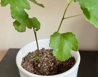 Fignomenal Dwarf Fig Tree, Live Edible Fruit Starter Plant (4–6 in)