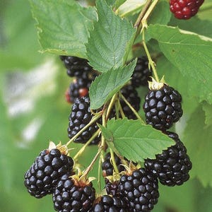 May include: Close-up of a blackberry branch with ripe, dark purple berries and green leaves. The berries are clustered together, showcasing their textured surface. One berry is red, indicating it is not yet ripe. The background is a soft green.