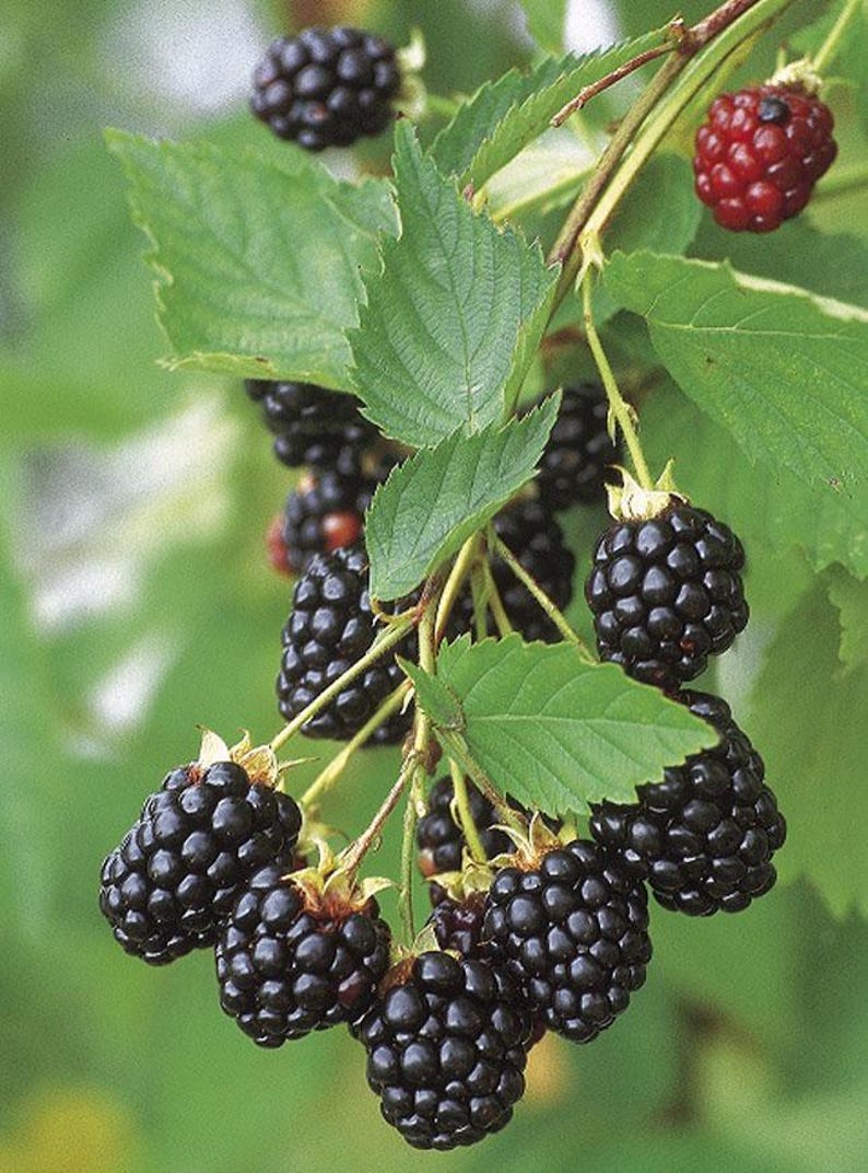 May include: Close-up of a blackberry branch with ripe, dark purple berries and green leaves. The berries are clustered together, showcasing their textured surface. One berry is red, indicating it is not yet ripe. The background is a soft green.