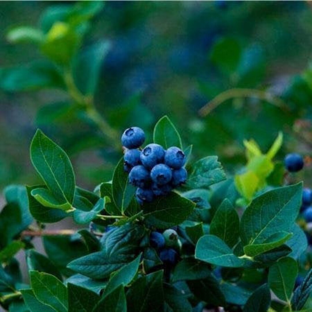 Elliott Blueberry Plant Vaccinium Elliottii Highbush Etsy