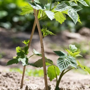 May include: A young raspberry plant with green leaves growing up a wooden trellis in a garden.