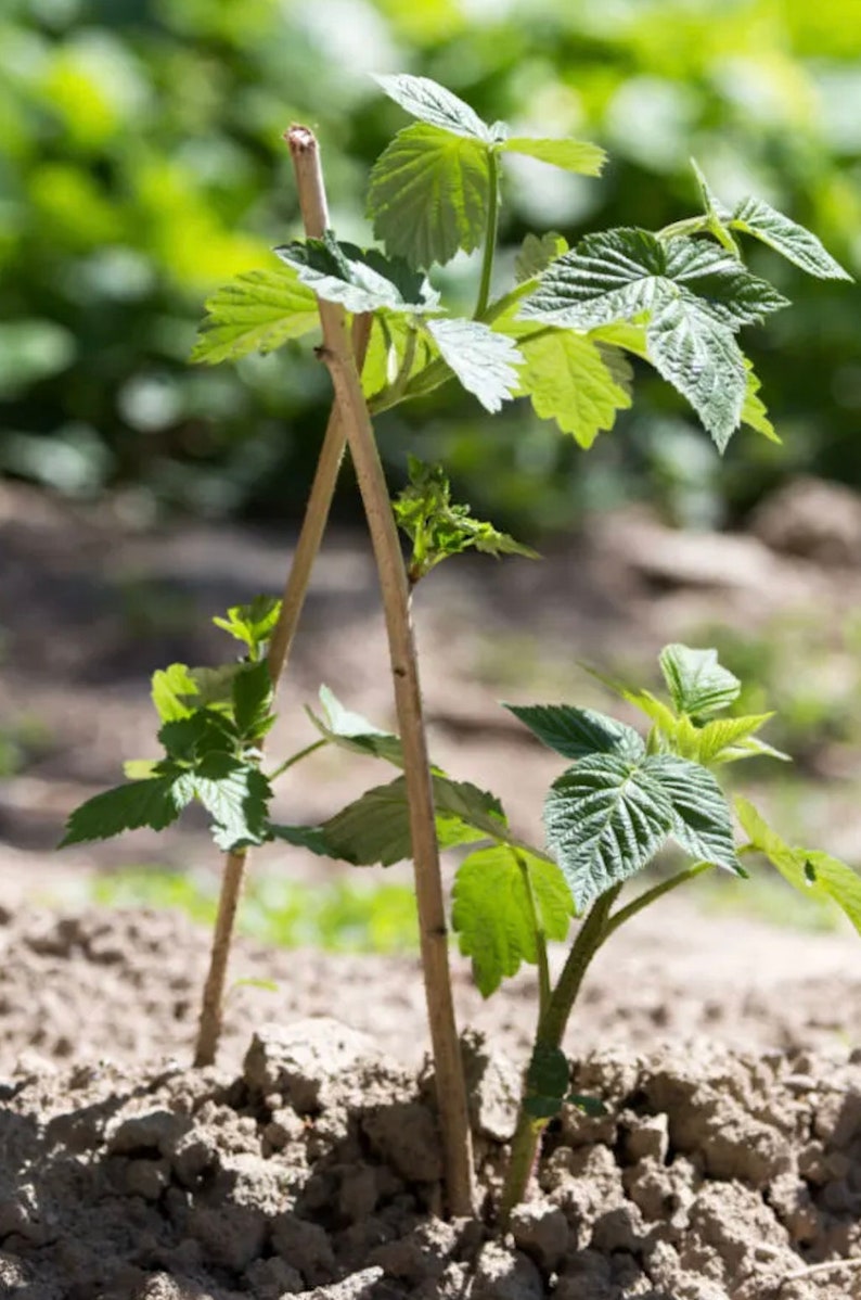 May include: A young raspberry plant with green leaves growing up a wooden trellis in a garden.