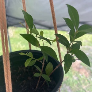 Dwarf Barbados Cherry Tree Starter Plant - Dwarf Acerola Cherry - Barbados Cherry - Wild Crapemyrtle - Acerola - Manzanita -Malpighia glabra