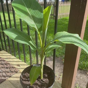 Nam Wah Banana Live Plant, Thai Sweet Edible Fruit Starter, Compact Tropical Tree