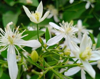 Night Blooming Jasmine, 2 Live Starter Plants, Cestrum Nocturnum, Fragrant Evening Shrub, 4–8 in