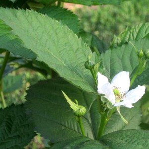 Puede incluir: Una flor blanca de cinco p&eacute;talos florece en un arbusto de zarzamora verde. La flor tiene un centro amarillo con polen verde. Las hojas del arbusto son verdes y tienen un borde dentado.