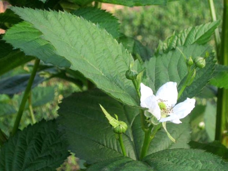 Puede incluir: Una flor blanca de cinco p&eacute;talos florece en un arbusto de zarzamora verde. La flor tiene un centro amarillo con polen verde. Las hojas del arbusto son verdes y tienen un borde dentado.