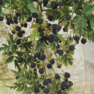 May include: A close-up of a blackberry vine laden with ripe, dark purple berries. The green leaves have a variegated pattern with yellow edges. The berries are clustered along the vine, showcasing a bountiful harvest.