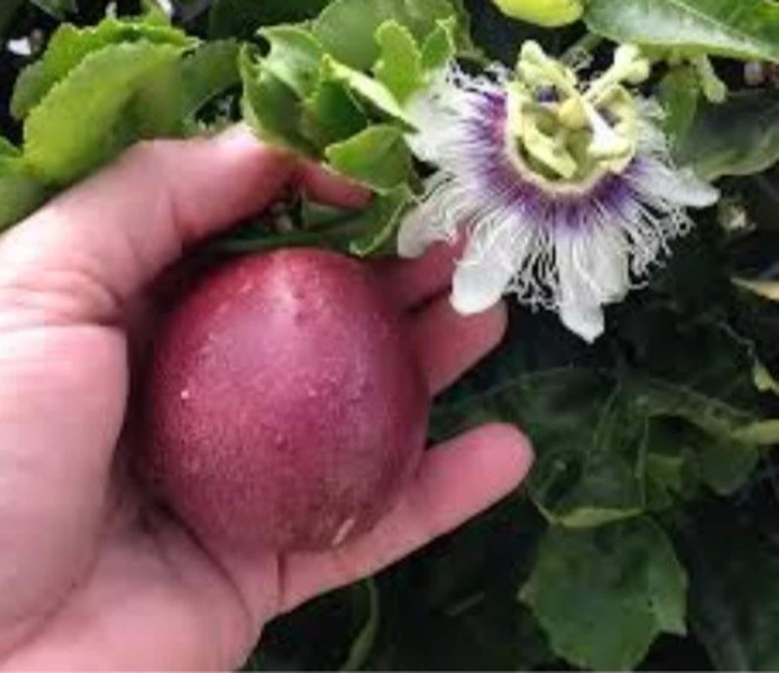 Passion Fruit Plant Passiflora Purple Possum Passion Fruit Etsy