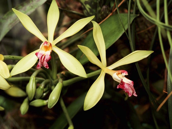 Orquídea vainilla Vanilla Planifolia Planta iniciadora - Etsy México