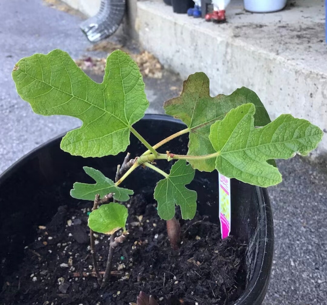 Fignomenal Fig Tree Starter Plant Dwarf Fig Tree Ficus Carica Live Tree