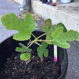 Fignomenal Fig Tree Starter Plant - Dwarf Fig Tree - Ficus carica Live Tree - Dwarf Fruit Tree - Fig Plant - Edible Figs - Fig Live Plant