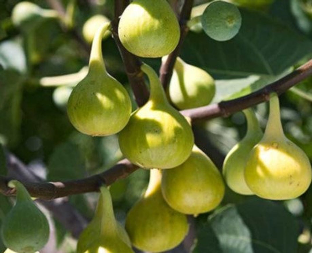 LSU Gold Fig Tree Mountain Fig Plant 35 Inches Ficus Etsy
