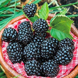 May include: A wicker basket filled with ripe, dark black blackberries. The berries are arranged on a red and white checkered cloth, with green leaves visible. The blackberries are glistening, suggesting freshness.