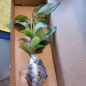 Longevity Spinach Starter Plant - Perennial Spinach - Gynura Procumbens - Sabuñgai - Sambung Nyawa - Spinach Plant - Edible Plant