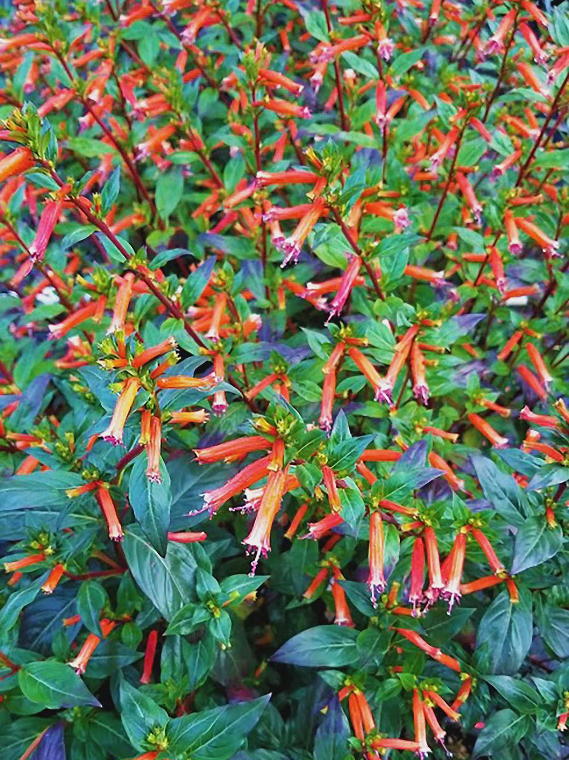 Hummingbird Strub Big Cigar Cuphea, 2 Live Starter Plants, Tropical Flowering Shrub ...