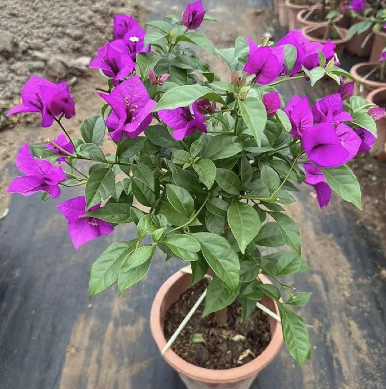 ブーゲンビリア　(紫) Bougainvillea Purple - Etsy
